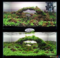 an aquarium filled with lots of green plants and algae growing on the side of it