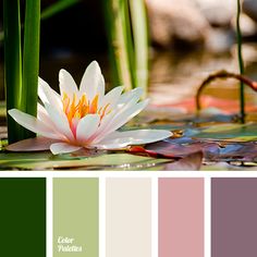 a white waterlily floating on top of green leaves in a pond with sunlight shining through the grass