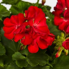 red geranias with green leaves in a pot on a white background, close up