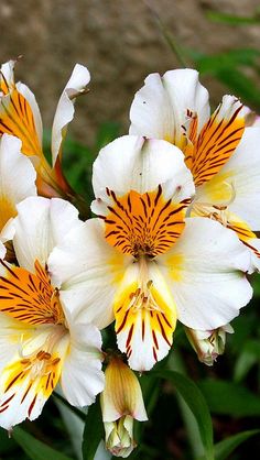 three white and yellow flowers with green leaves