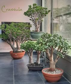 three bonsai trees in pots on a patio