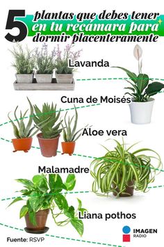 the five types of house plants in spanish