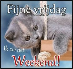 a cat is laying down on a rope and looking at the camera with caption that reads, weekend