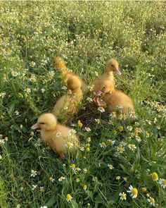 four ducklings in the middle of some flowers