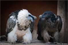 two black and white birds standing next to each other