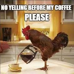 a chicken drinking from a pitcher on top of a kitchen counter with the caption, no yelling before my coffee please