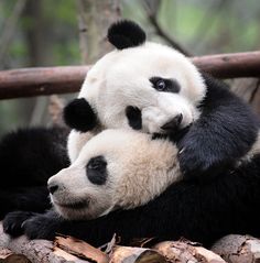 two black and white panda bears cuddle together