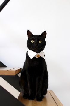 a black cat sitting on top of a wooden table wearing a white collar and bow tie