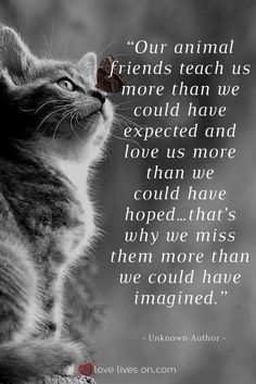 Cats Playing, Sympathy Quotes, Cat Loss, Pet Remembrance, Pet Sympathy, Love Us, Bohol, Cat Quotes, Animal Friends