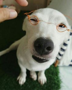 a white dog wearing glasses while being petted by someone's hand on the grass