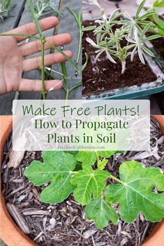 some plants that are in a pot with the words make free plants how to propagate plants in soil