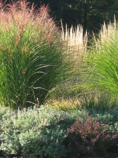 some very pretty plants by the side of the road with trees in the back ground