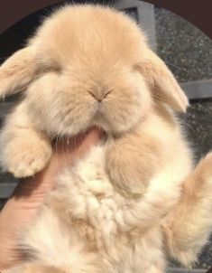 a person holding a small brown bunny in their right hand and it's face up to the camera