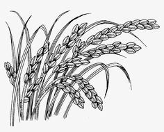 a black and white drawing of some wheat