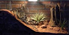 an aquarium with plants and rocks in it