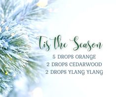 Essential Oil Christmas Blend, Cypress Essential Oil