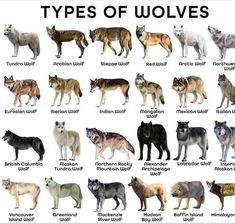 an image of different types of wolfs