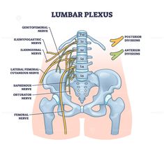 the lumbar plexus and its major functions are shown in this diagram