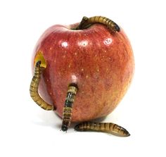 an apple with worms attached to it, on a white background royalty images and clippings