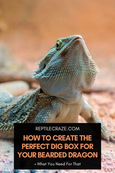 Bearded Dragon Substrate Ideas, Bearded Dragon Dig Boxes Ideas, Dig Box Bearded Dragon, Cute Bearded Dragon Tank