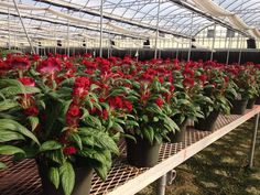 many potted plants in the middle of a greenhouse