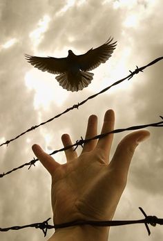 a hand reaching up towards a bird on barbed wire