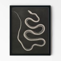 a white snake on a black background