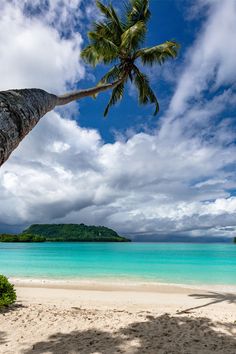 a palm tree on the beach with blue water and clouds in the background