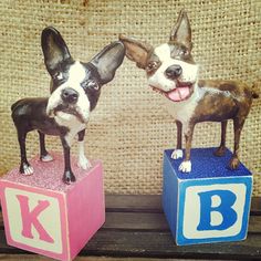 two small dogs standing on blocks with the letters k and b painted on them's sides