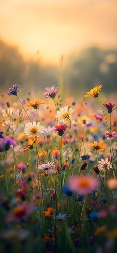 a field full of colorful wildflowers with the sun setting in the sky behind them