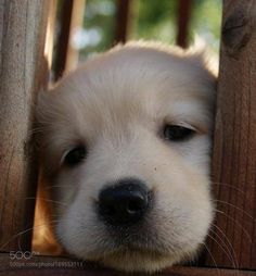 a close up of a dog's face peeking out from behind a wooden fence