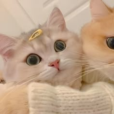 two cats laying next to each other on top of a white blanket and looking at the camera