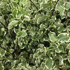 a bush with lots of green leaves on it