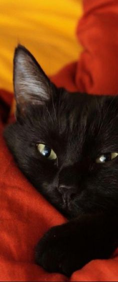 a black cat laying on top of a red blanket