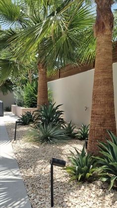 a palm tree and some plants in a garden with gravel path leading up to the house