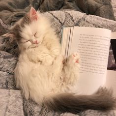 a white cat sleeping on top of a bed next to an open book with it's eyes closed