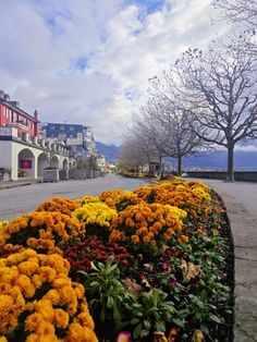 flowers are lined up along the curb in front of some buildings on a cloudy day