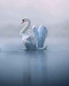 a white swan sitting on top of a body of water