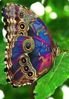 a colorful butterfly sitting on top of a green leaf