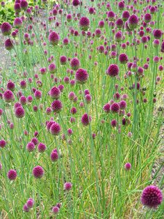 some very pretty purple flowers in the grass