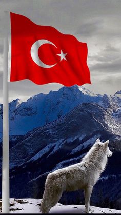 a white wolf standing next to a flag on top of a mountain