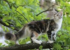 a cat standing on top of a tree branch