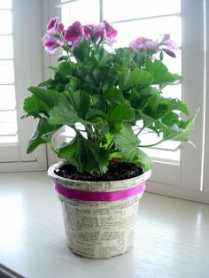 a potted plant sitting on top of a table next to a window sill