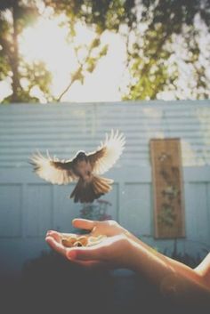 a person holding out their hand with a bird in the air