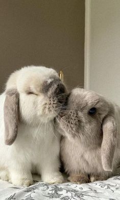 two small rabbits are kissing each other on the bed