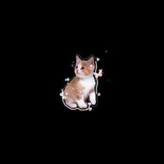 an orange and white cat sitting in the dark