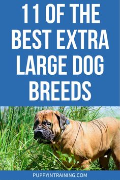 a brown dog standing in tall grass with the words 11 off the best extra large dog breeds