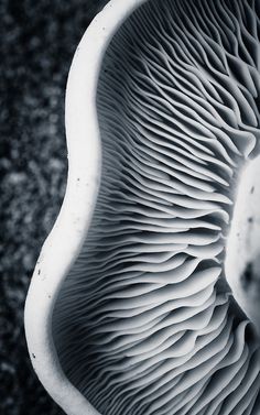 a close up view of a mushroom's white shell in black and white photo