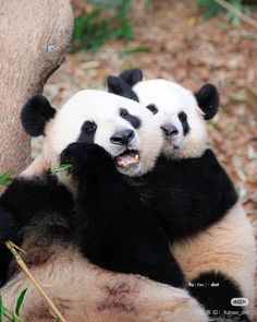 two black and white pandas sitting on top of each other