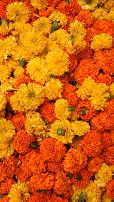 many orange and yellow flowers are arranged together